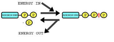 ATP