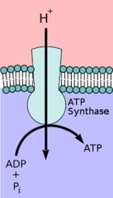 ATP synthase