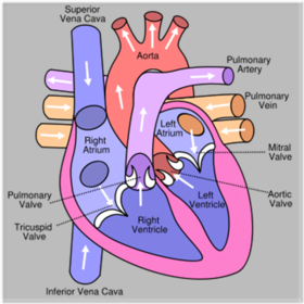 Heart