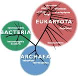 Bacteria