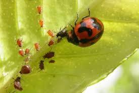 Biological Control