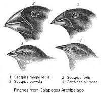 Species