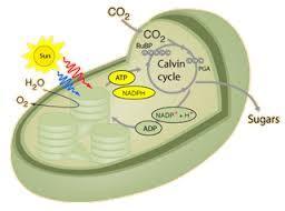Calvin Cycle