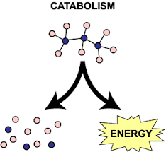 Catabolic
