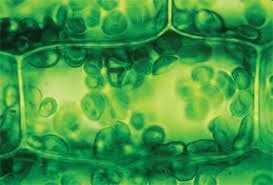 Chlorophyll