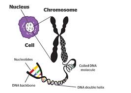 Chromosome