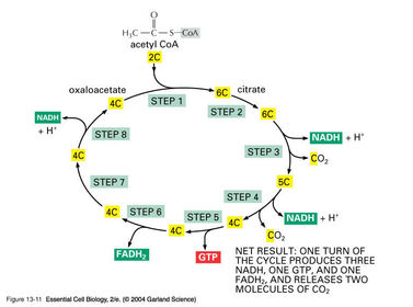 Citric Acid Cycle