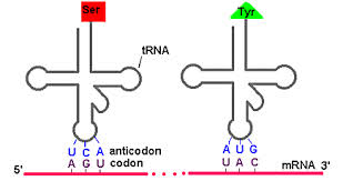 Codon