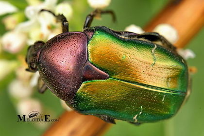 Cetonia cuprea
