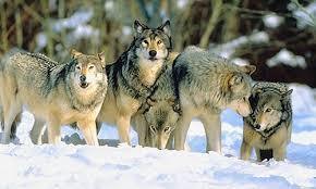 Cooperative Hunting