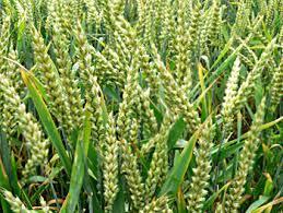 Cultivar