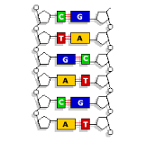 Cytosine (C)