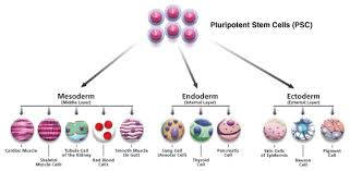 Differentiation
