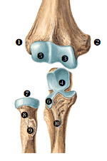 Parts of elbow summarized