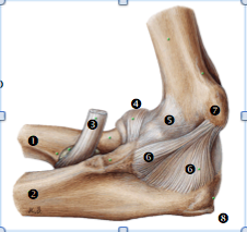 1) Radius 2) ulna 3) M. biceps brachii, tendo 4) Lig. anulare radii 5) Capsula articularis 6) Lig. collaterale ulnae 7) Epicondylus media...