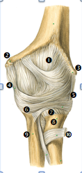 Articular capsule anterior side