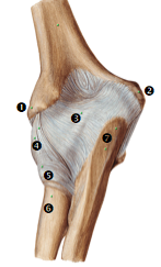 Articular capsule posterior side