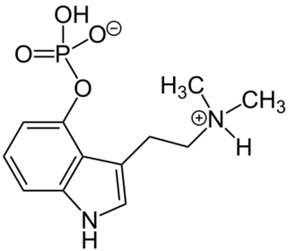 Psilocybin Psilocybin Syndrom, Spitzkeliger Kahlkopf Übelkeit, Schwindelgefühl, Sinnestäuschung, Angst, Gleichgewichtsstörungen