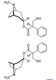 Atropin Tollkirsche