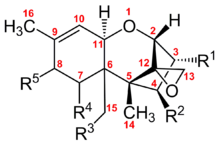 Trichothecene zytotoxisch, apotoxisch Erbrechen, Durchfall, Hautreaktionen Alimentäre toxische Aleukie, Akrabi-Erkrankung, Kaschin-Beck-S...