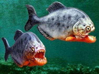 Nombre cientifico: Pygocentrus Nombre vulgar: Piraña Es una especie de pez que se alimenta de otros peces y animales, vive en los lugares...