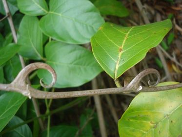 Nombre cientifico: Unicaria tomentosa Nombre vulgar: Uña de gato Es una planta trepadora que logra llegar a los 15 metros y vive en la se...