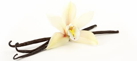 Nombre cientifico: Vainilla Nombre vulgar: Vainilla Es una planta que vive en el continente americano y es muy deseada por su uso como sa...