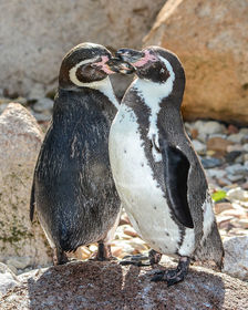 Nombre cientifico: Spheniscus humboldti Nombre vulgar: Pinguino de humbolt Son pinguinos que pasan por la corriente oceanica de humbolt y...