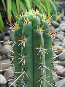 Echinopsis peruviana cactus Es una planta que vive en el desierto y