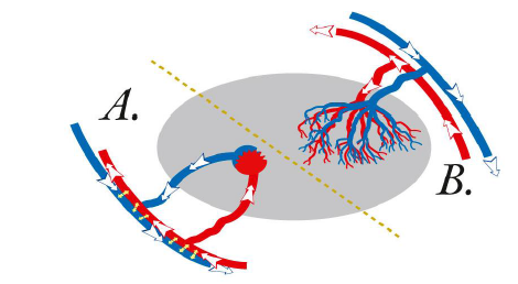 Retia mirabilia arteries and veins. These exchange the heat from muscles mix with the cold blood coming from the gills to reduce heat los...