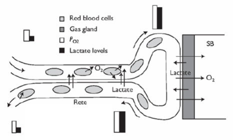 this image shows....? which is what iknd of lift?