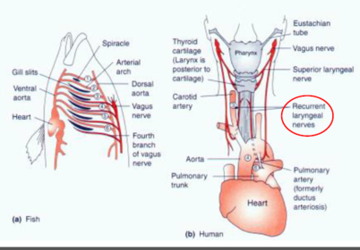 showing the gill arch and how it has evolved to be used in human system.