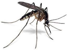 EL MOSQUITO