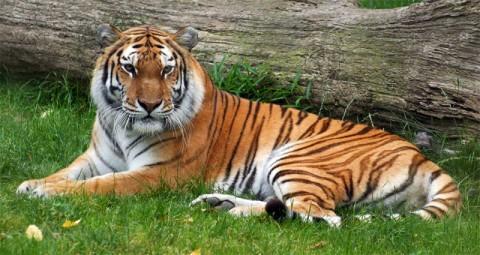 EL TIGRE