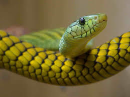 LA SERPIENTE