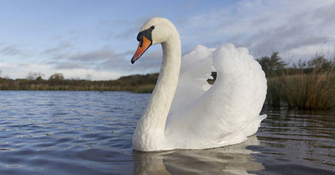 CISNE cisne