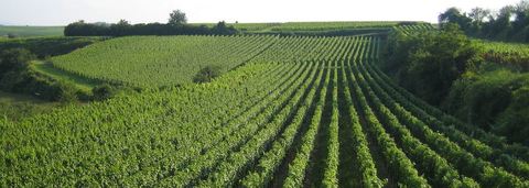 AGRICULTURA EXTENSIVA
