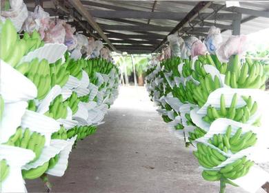 PRODUCTOS AGRÍCOLAS PERMANENTES
