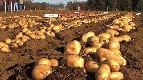 PRODUCTOS AGRÍCOLAS TRANSITORIOS
