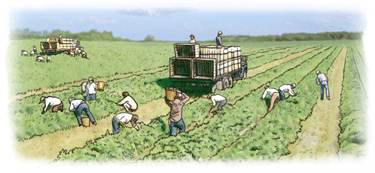 INTENSIVA O MODERNA: la cultiva dos veces al año: en primavera-verano y en otoño-invierno, y como emplea fertilizantes y pesticidas quími...