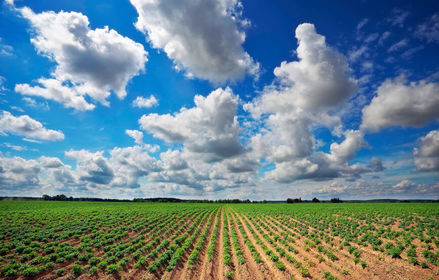 MONOCULTIVO: plantación de gran extensión y con el cultivo de una sola especie. tiene la finalidad de estandarizar la producción y todos ...