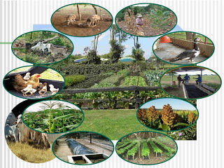 SIstemas de Produccion Agropecuaria