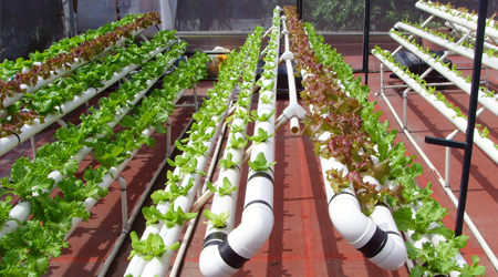 HIDROPÓNICOS Método utilizado para cultivar plantas usando disoluciones minerales en vez de suelo agrícola.