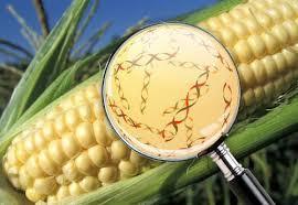 Se espera que la biotecnología verde produzca soluciones más amigables con el medio ambiente que los métodos tradicionales de la agricult...