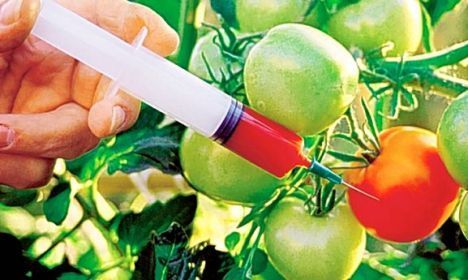 Actualmente, la ingeniería genética se ha dado sobre todo en el ámbito de la agricultura. Los defensores de la manipulación genética dice...