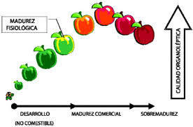 INDICES DE MADUREZ PARA LA COSECHA