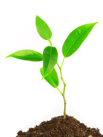 Reino Vegetal