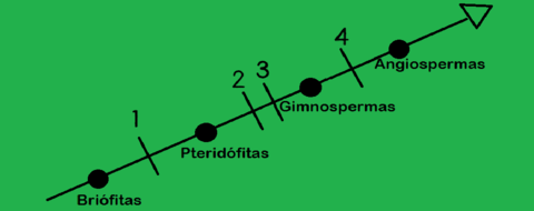 Quais foram as principais aquisições estruturais que surgiram nas plantas ao longo do tempo? (1, 2, 3 e 4)