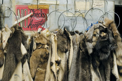 Furrier