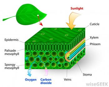 Chlorophyll